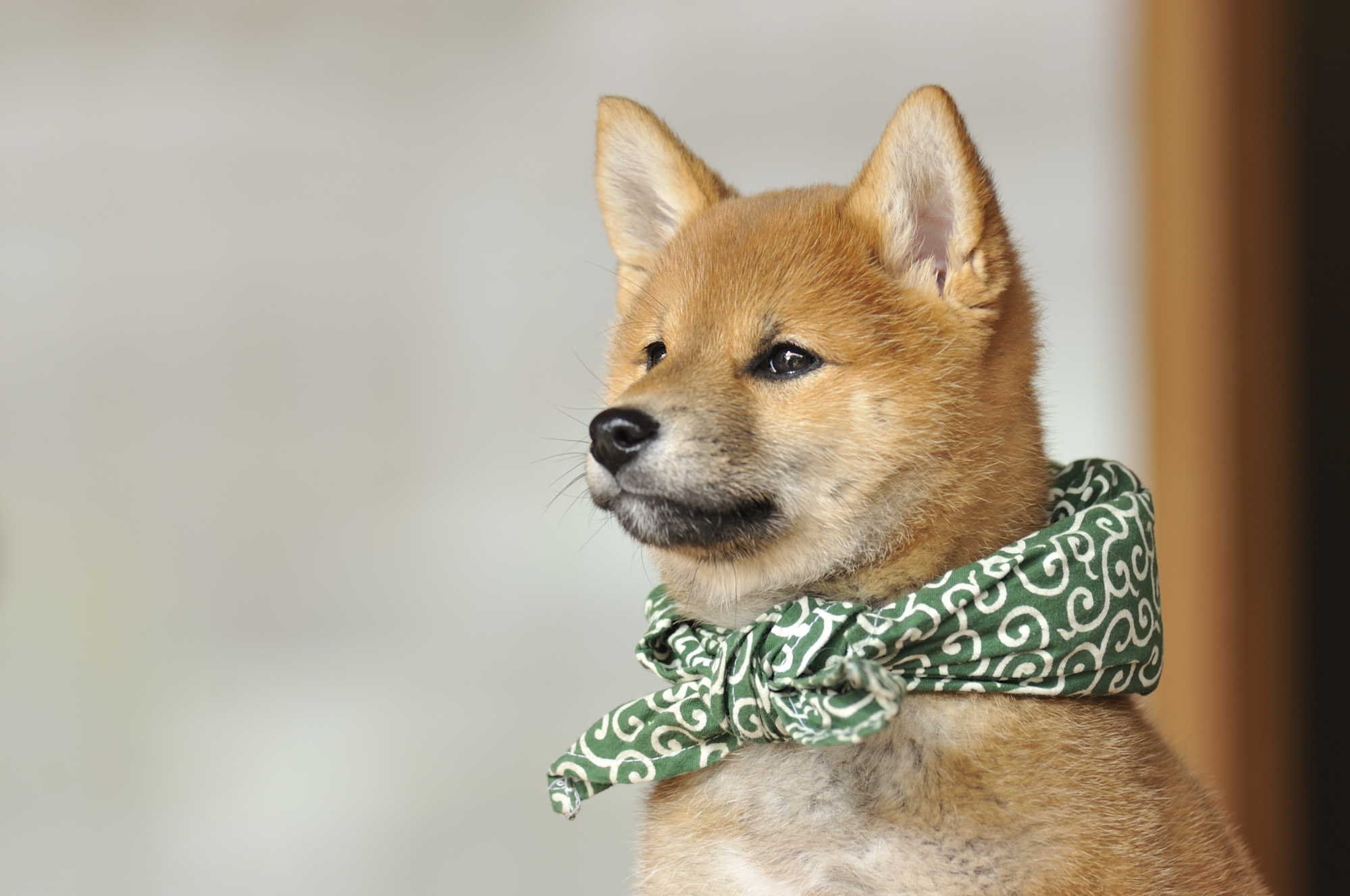 『二代目和風総本家』（テレビ東京系）「豆助っていいな。」