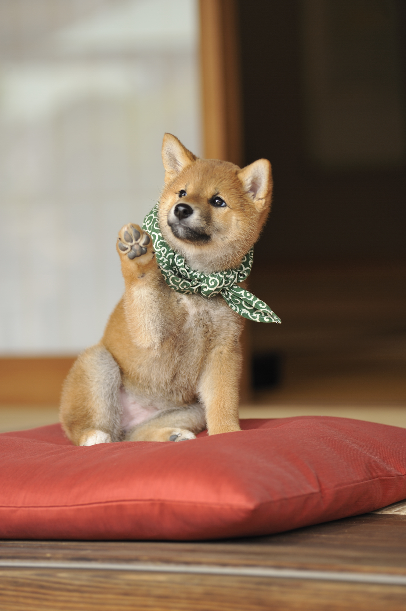 『二代目和風総本家』（テレビ東京系）「豆助っていいな。」