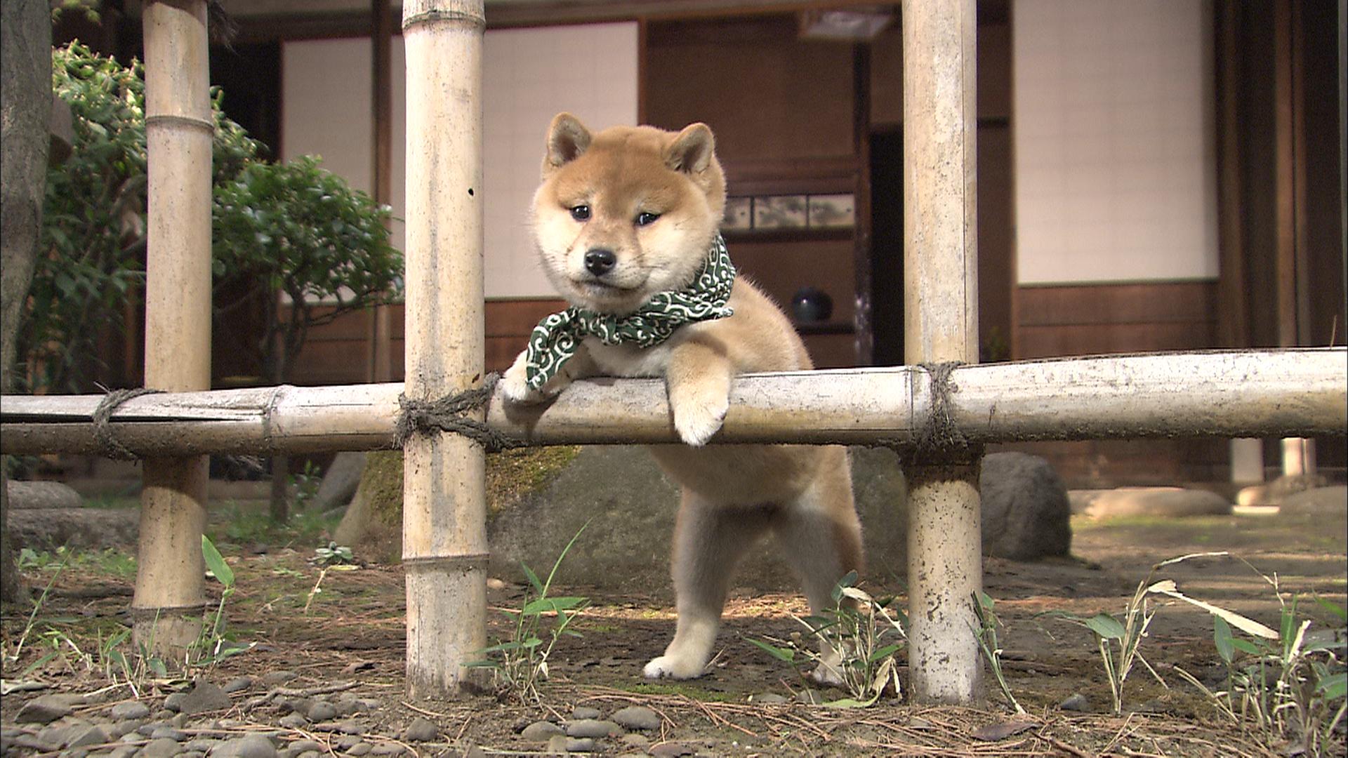 『二代目和風総本家』（テレビ東京系）「豆助っていいな。」