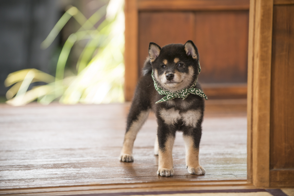 『二代目和風総本家』（テレビ東京系）「豆助っていいな。」