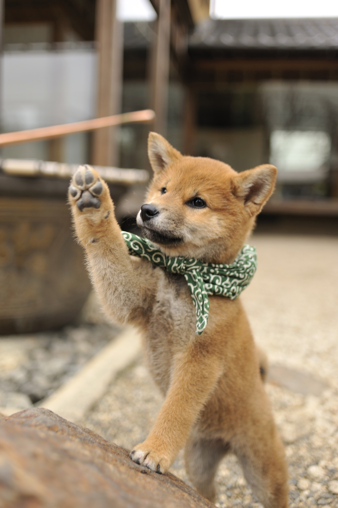 『二代目和風総本家』（テレビ東京系）「豆助っていいな。」