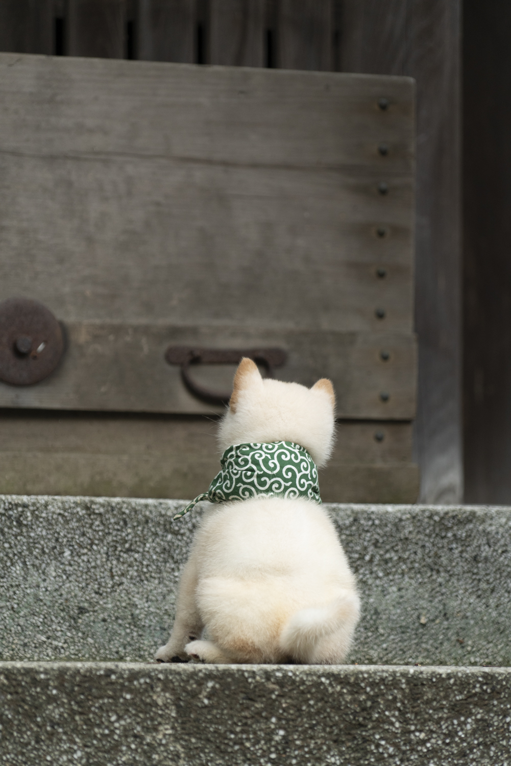 『二代目和風総本家』（テレビ東京系）「豆助っていいな。」