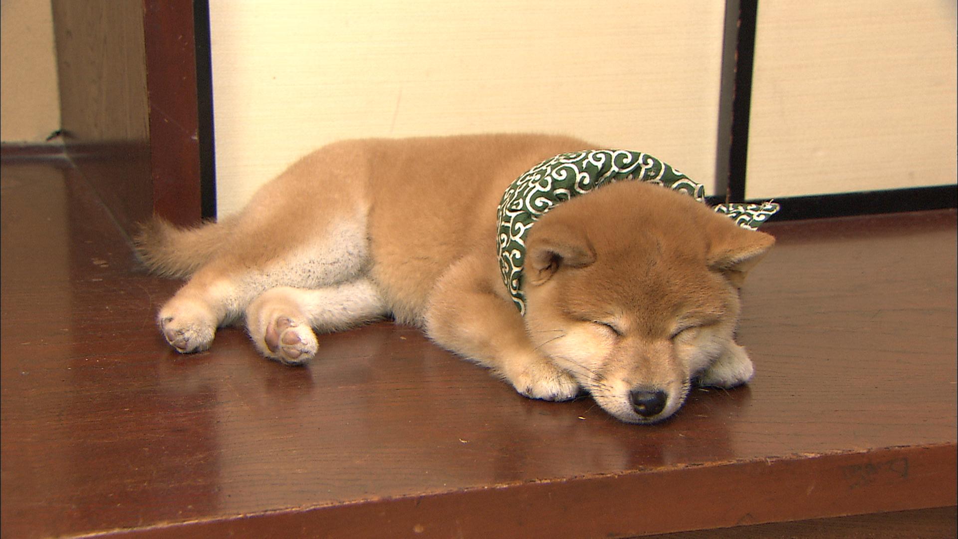 『二代目和風総本家』（テレビ東京系）「豆助っていいな。」