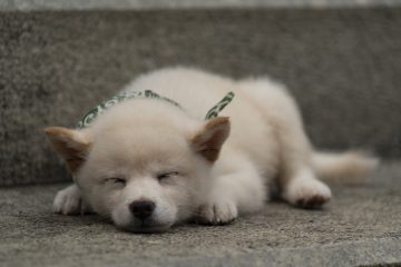 『二代目和風総本家』（テレビ東京系）「豆助っていいな。」