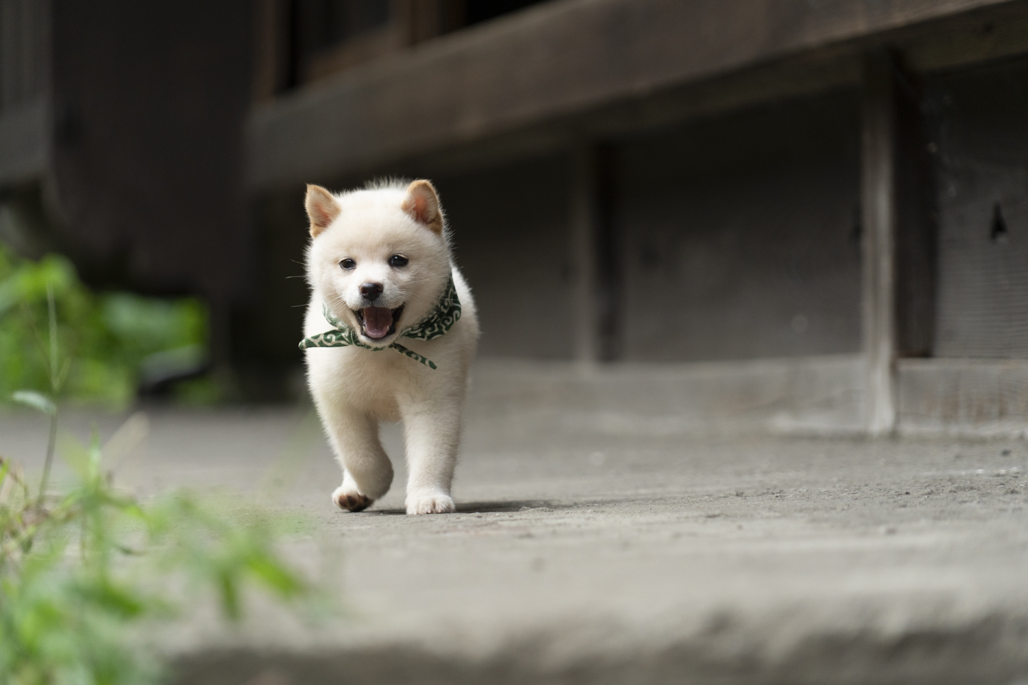 『二代目和風総本家』（テレビ東京系）「豆助っていいな。」