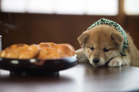 『二代目和風総本家』（テレビ東京系）「豆助っていいな。」