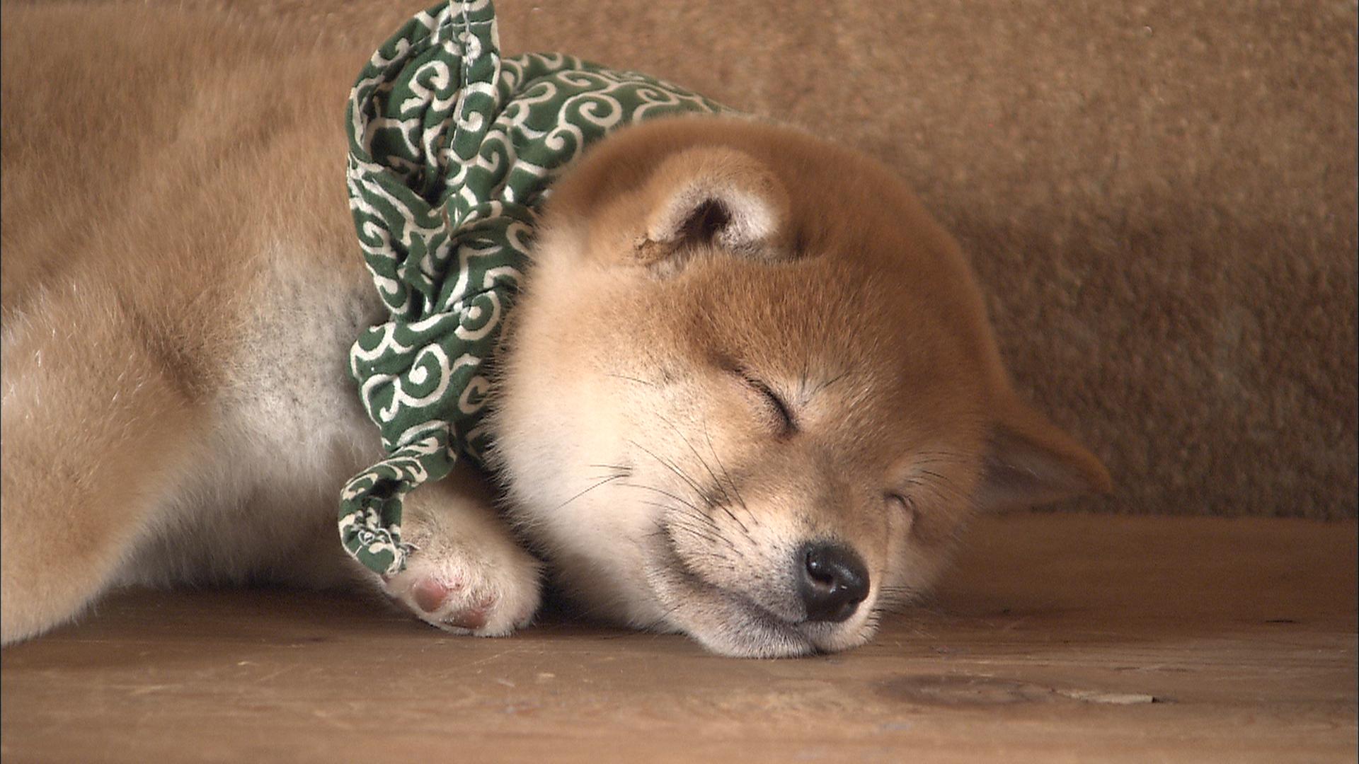 『二代目和風総本家』（テレビ東京系）「豆助っていいな。」