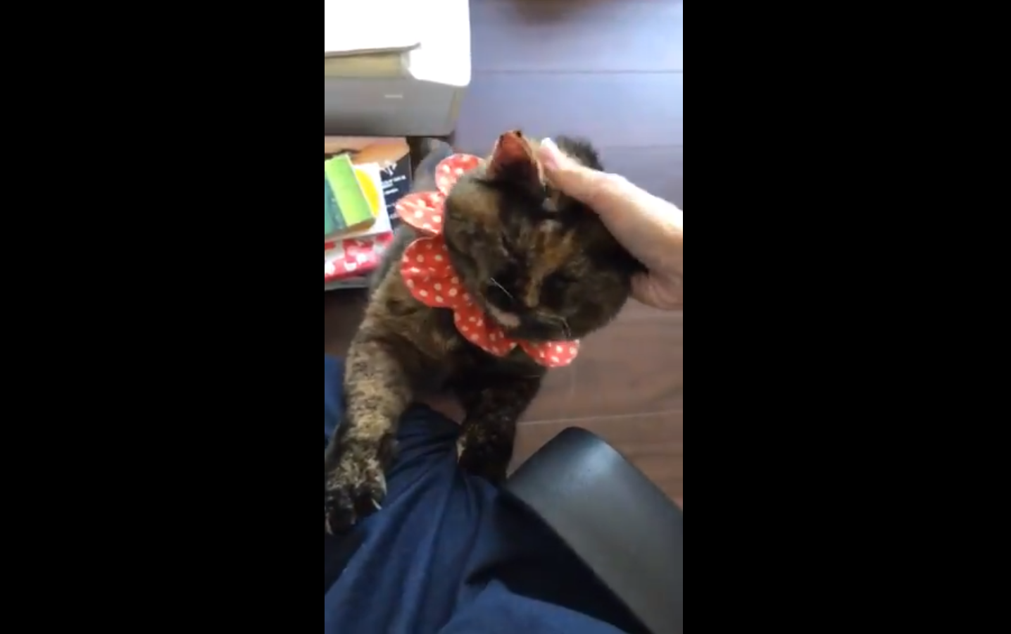 筆者の愛猫ジジ