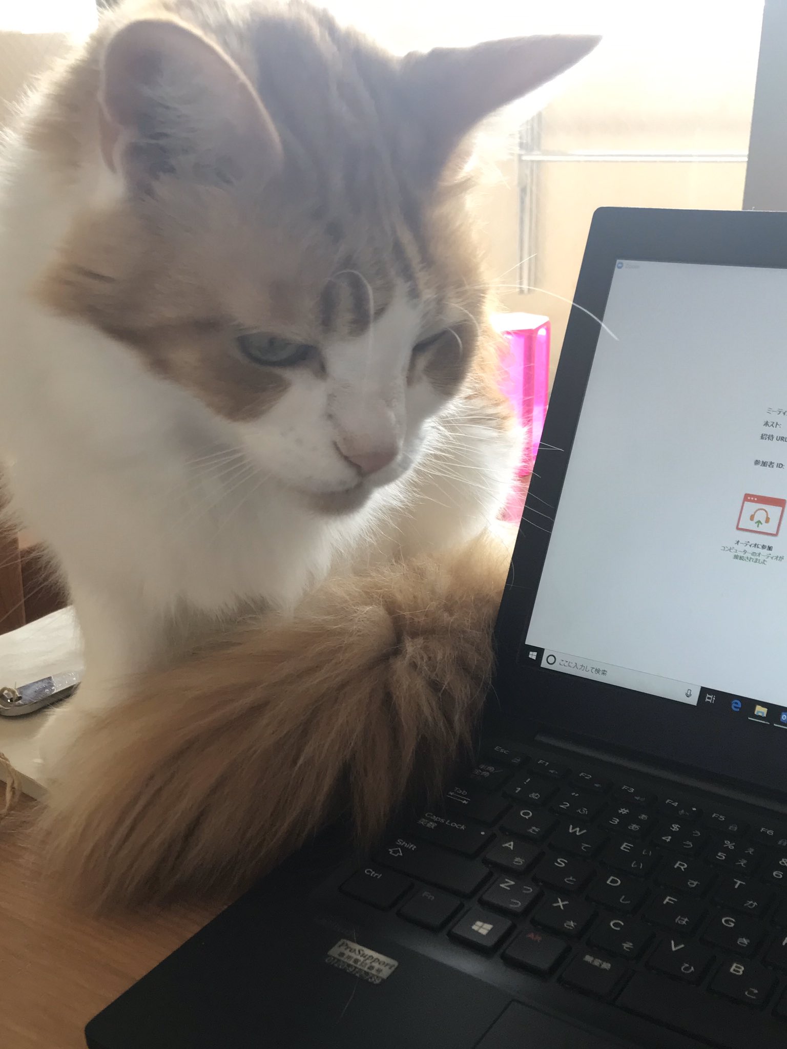 かざみどり（@kazamidori37）さん宅の愛猫・ククちゃん