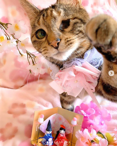 @2oniTomoさん宅で暮らす桃子ちゃん（1歳/女の子）