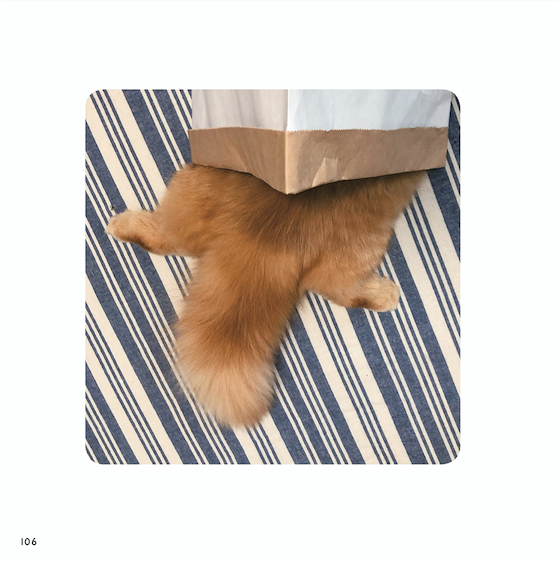 『ねこチラ』（パイ インターナショナル、3月11日発売）