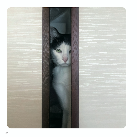 『ねこチラ』（パイ インターナショナル、3月11日発売）