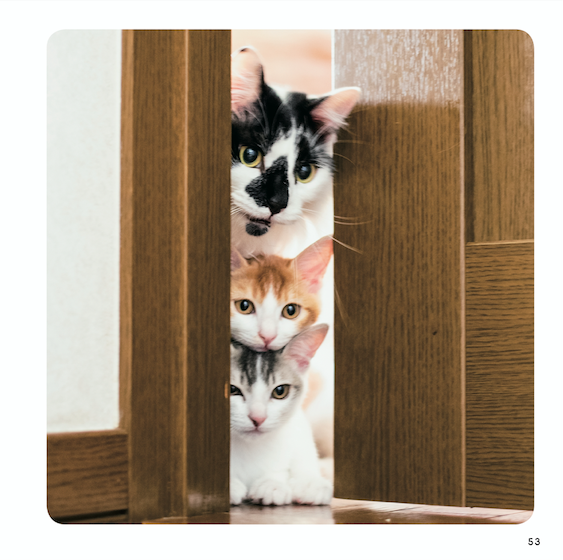 『ねこチラ』（パイ インターナショナル、3月11日発売）