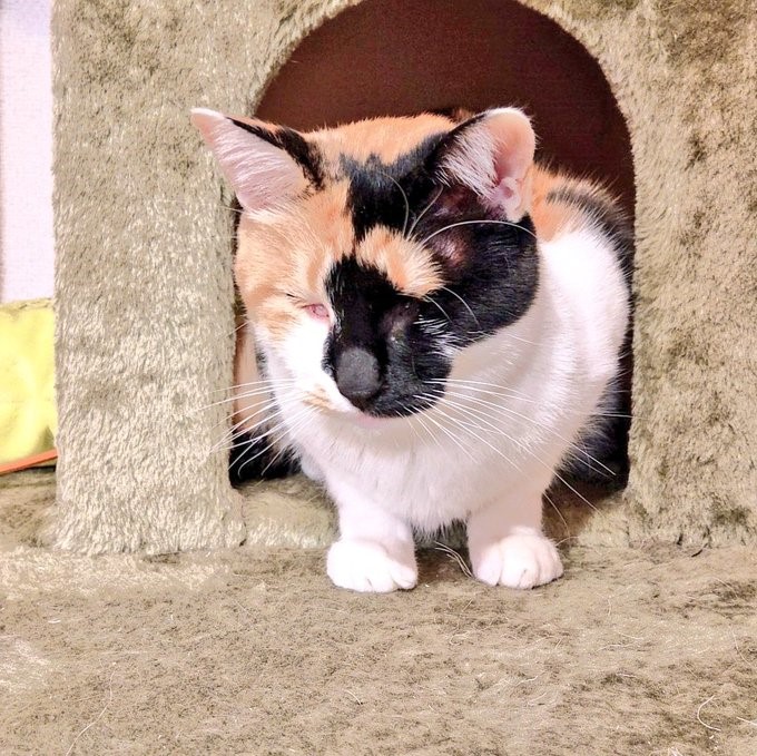 きっかけは猫への恩返し―障がいを持つ猫たちの個性と魅力を伝える「オンリーにゃんず」