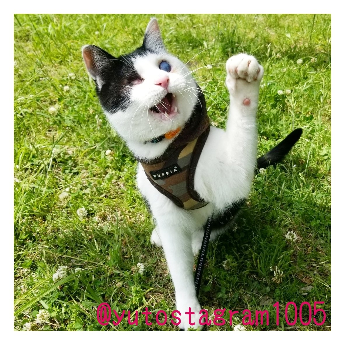 きっかけは猫への恩返し―障がいを持つ猫たちの個性と魅力を伝える「オンリーにゃんず」