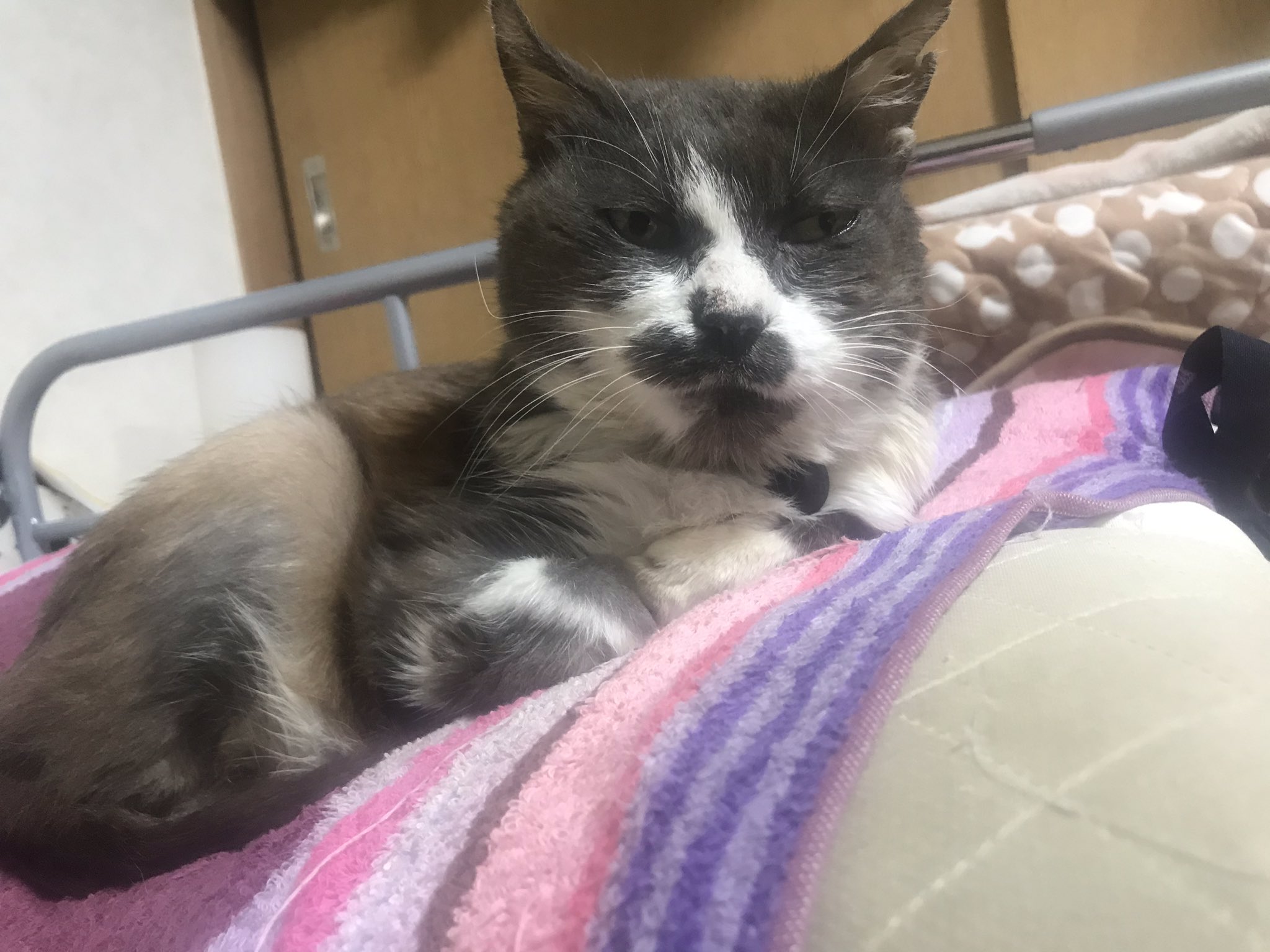 サイガ（@johndog_saiga）さん宅のテトちゃん