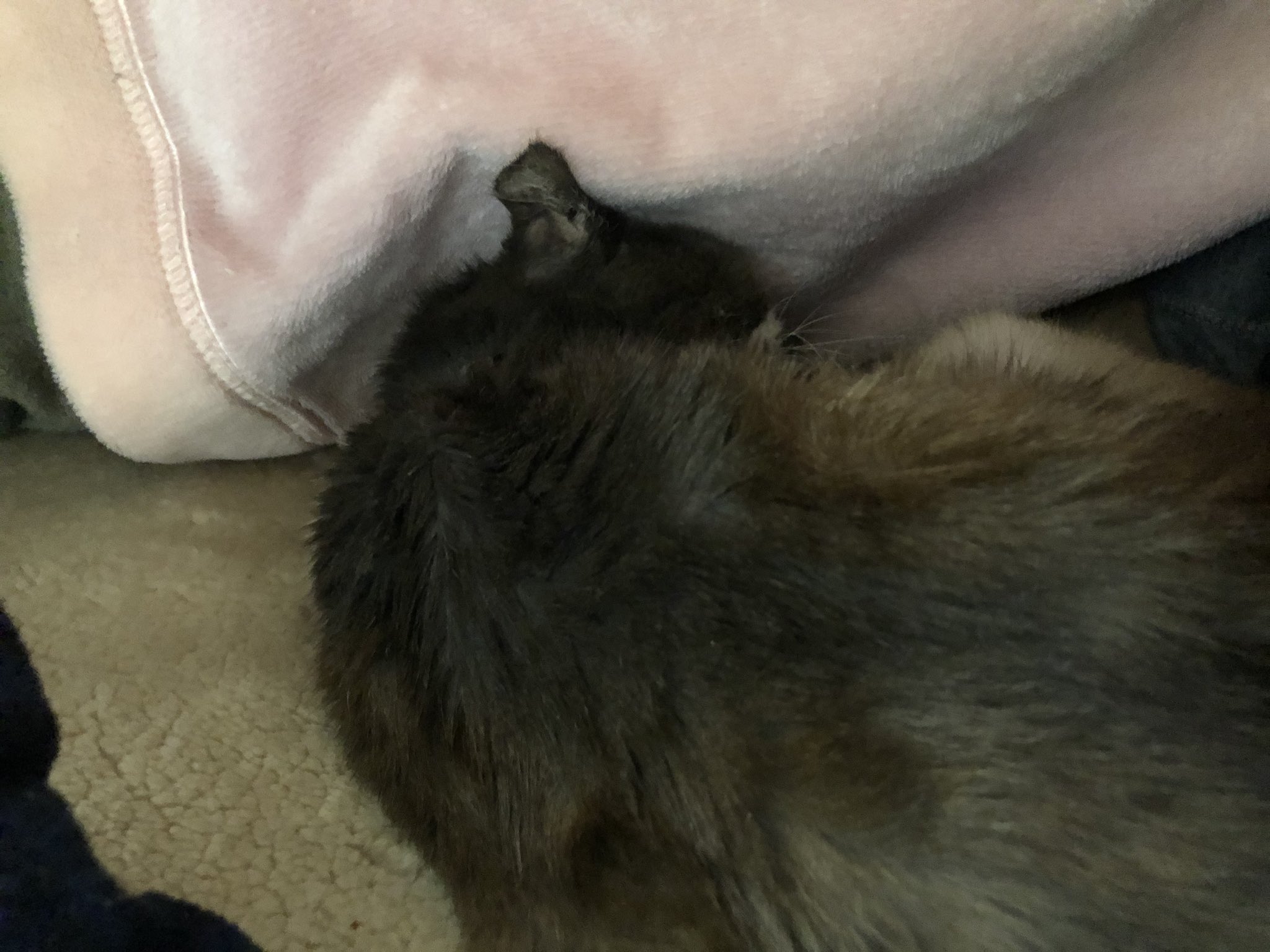 フラフラになりながらもサイガさんに甘えてきたというテトちゃん