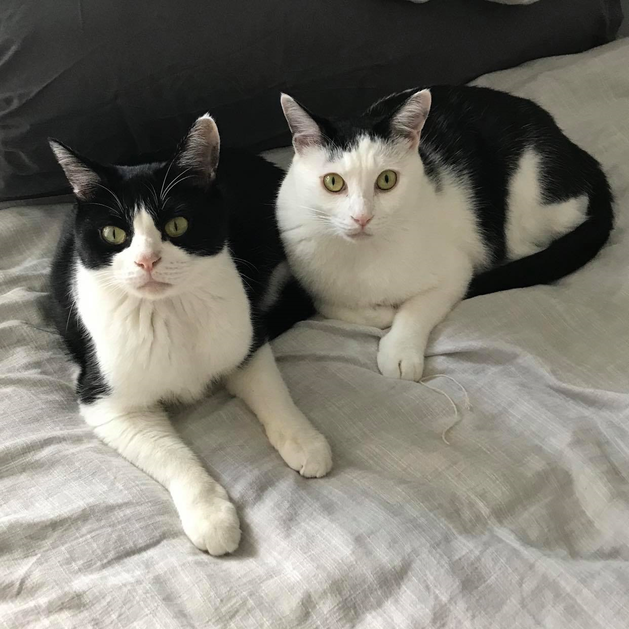 マンガの登場キャラのモデルになっている@necovid19さんの愛猫