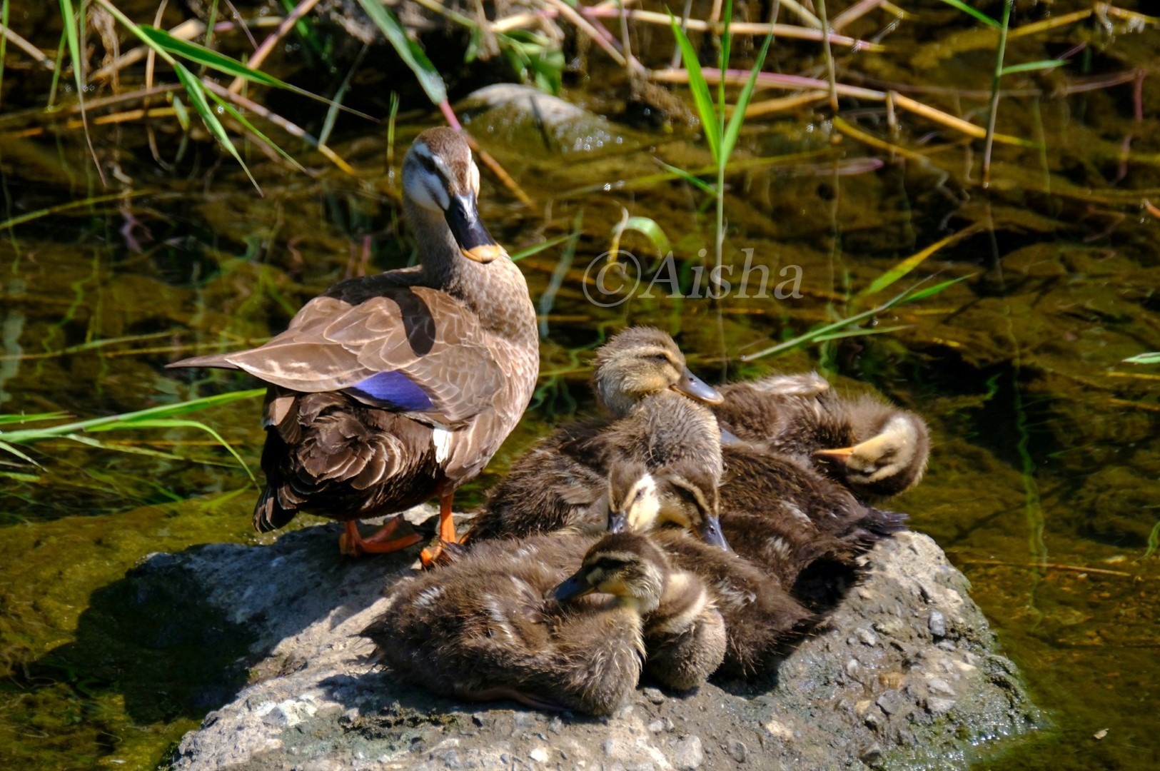 カルガモの親子