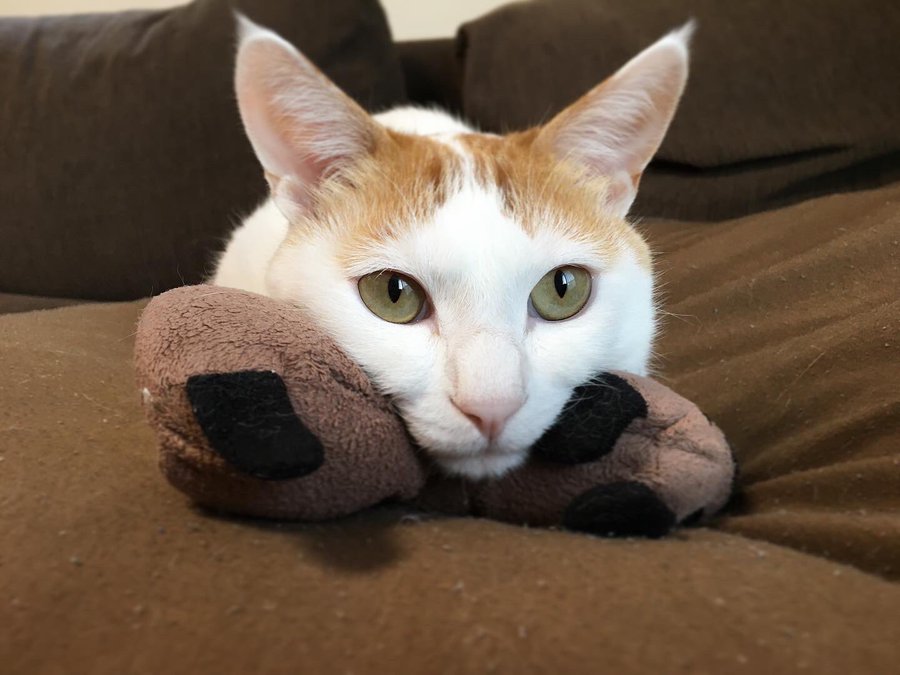 「え、こんなに可愛いぬいぐるみの使い方ってある…？」と@mugi411さん