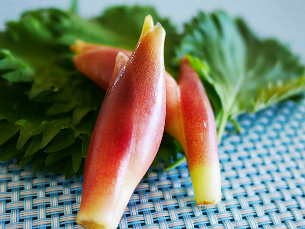 香味野菜・みょうが