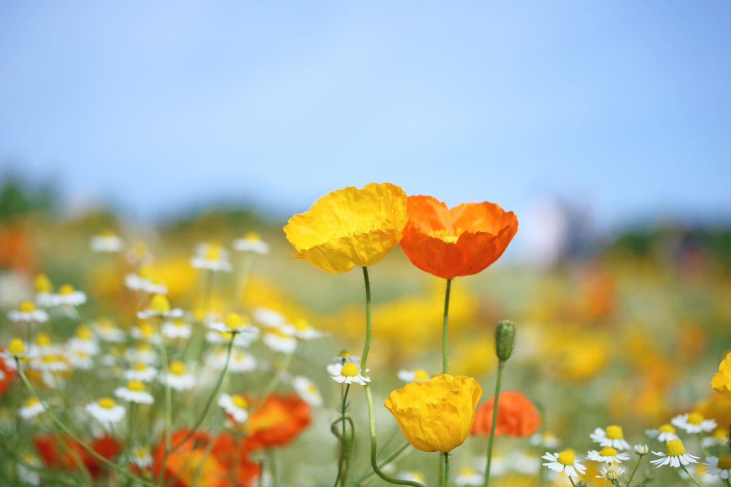 射精はただの結果です