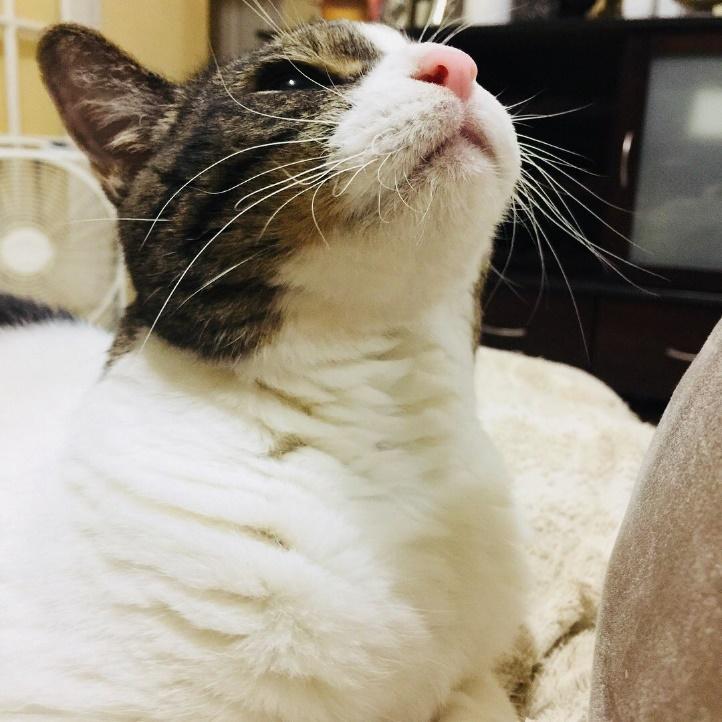 モネさん（@ali327hymf112）の愛猫・マイちゃん