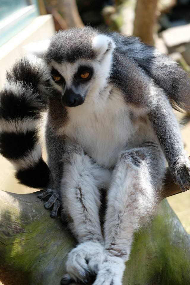 ワオキツネザル