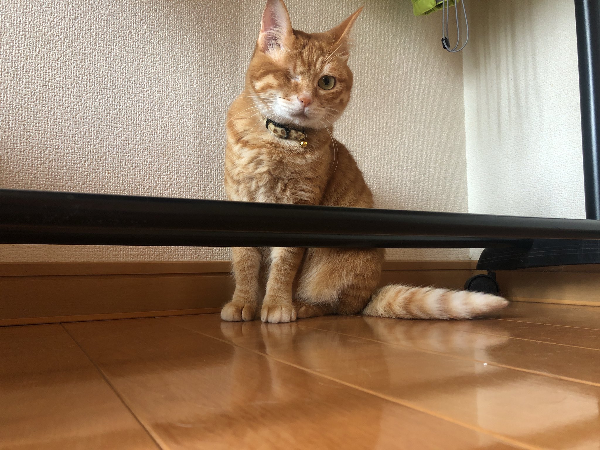 Kamui_310（@310Kamui）さん宅のましゅちゃん