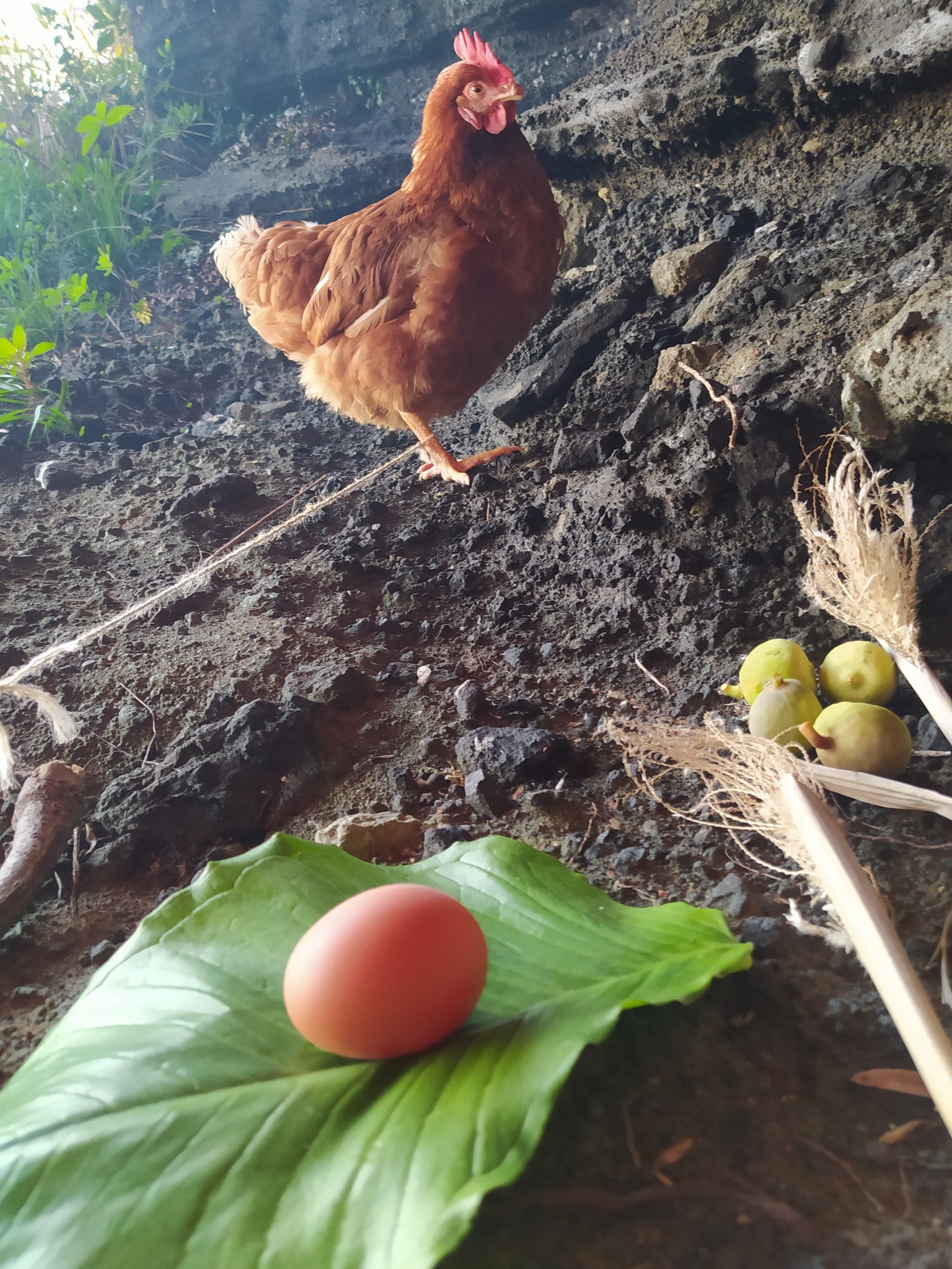 無人島ステイホーム