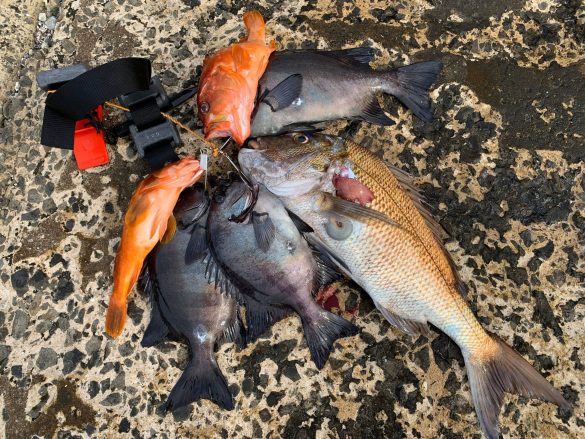 無人島ステイホーム