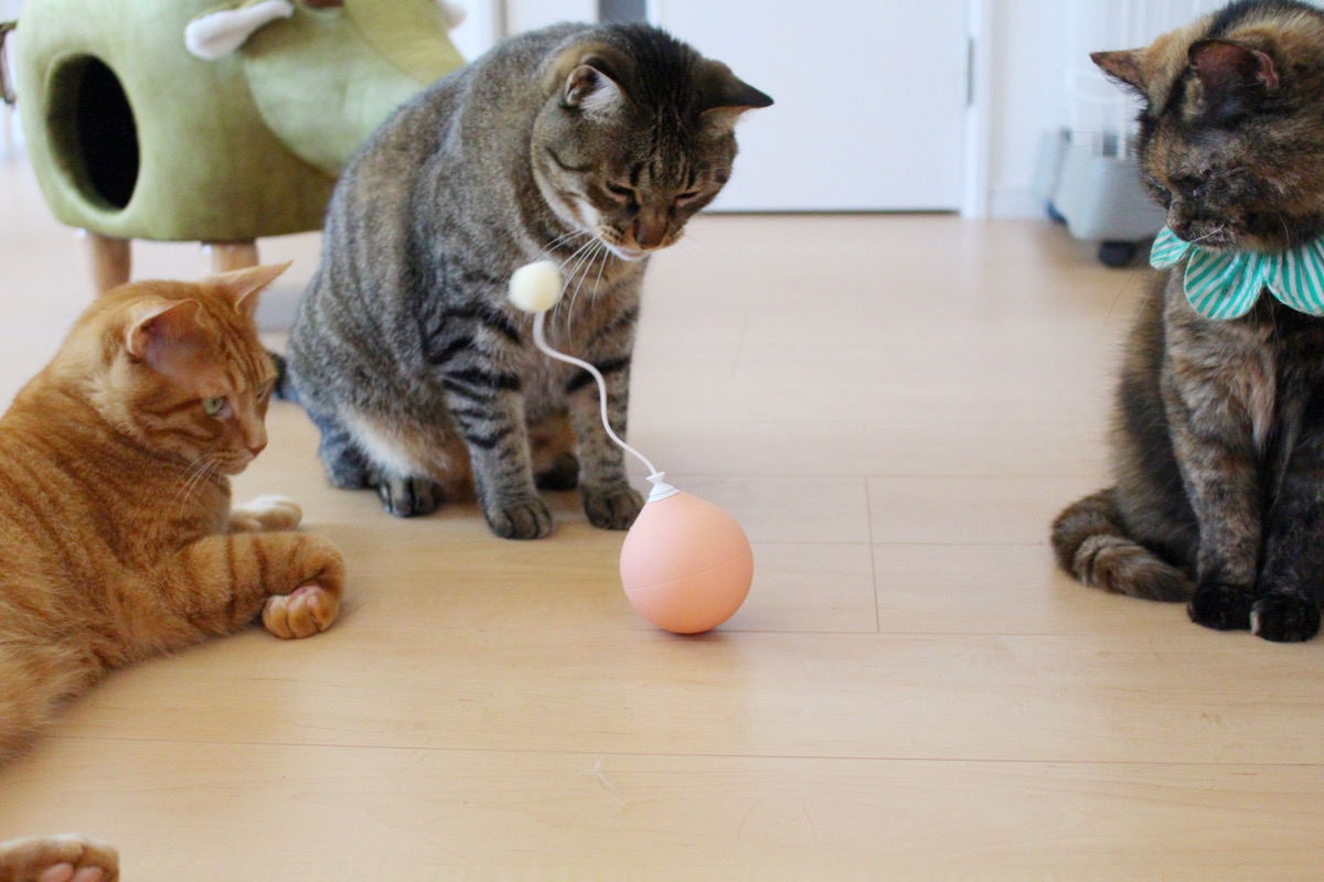電動猫じゃらしを目にした愛猫は…？