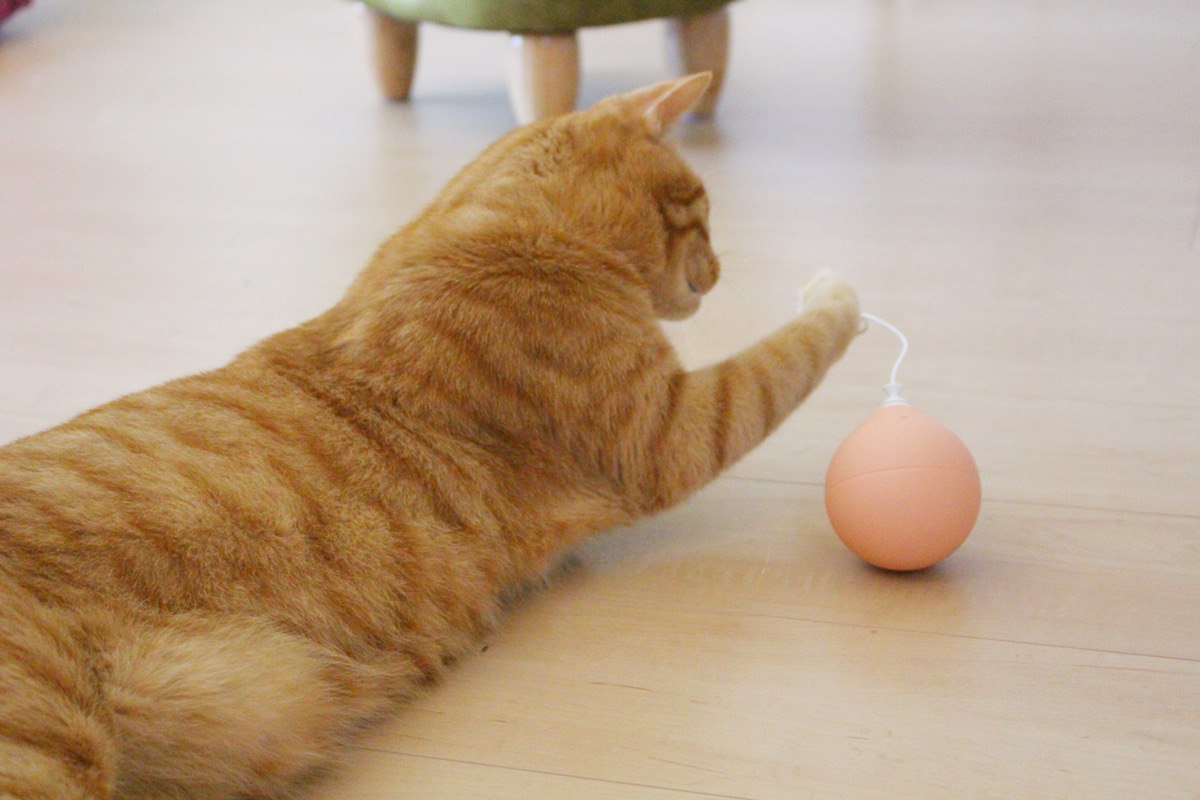 ふわふわのボールに夢中なキジトラのコタロウ