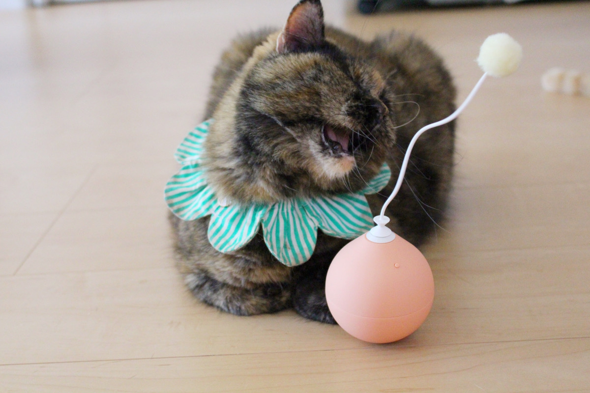 電動猫じゃらし「PIDAN」デメリットは？