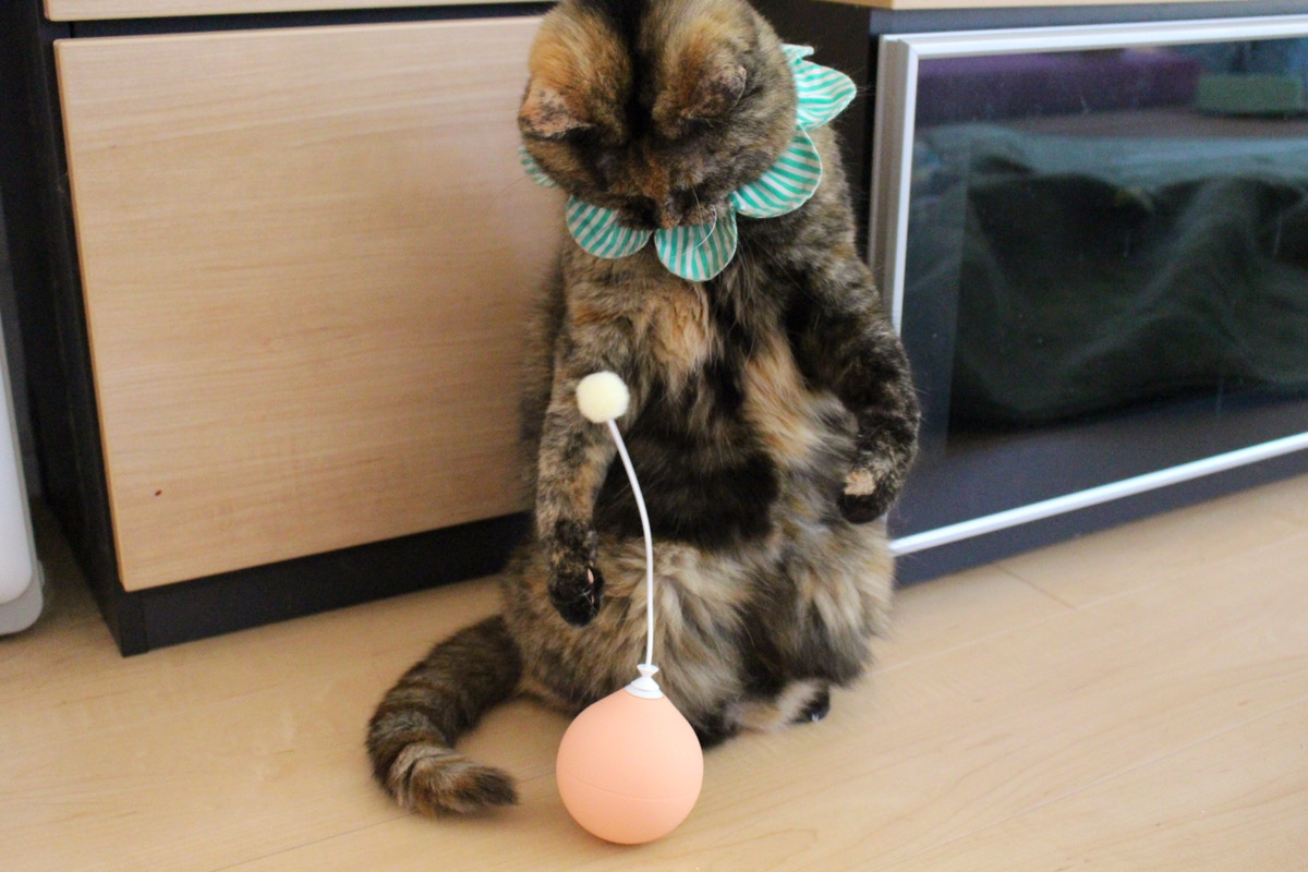 立ち上がってじゃれるジジ