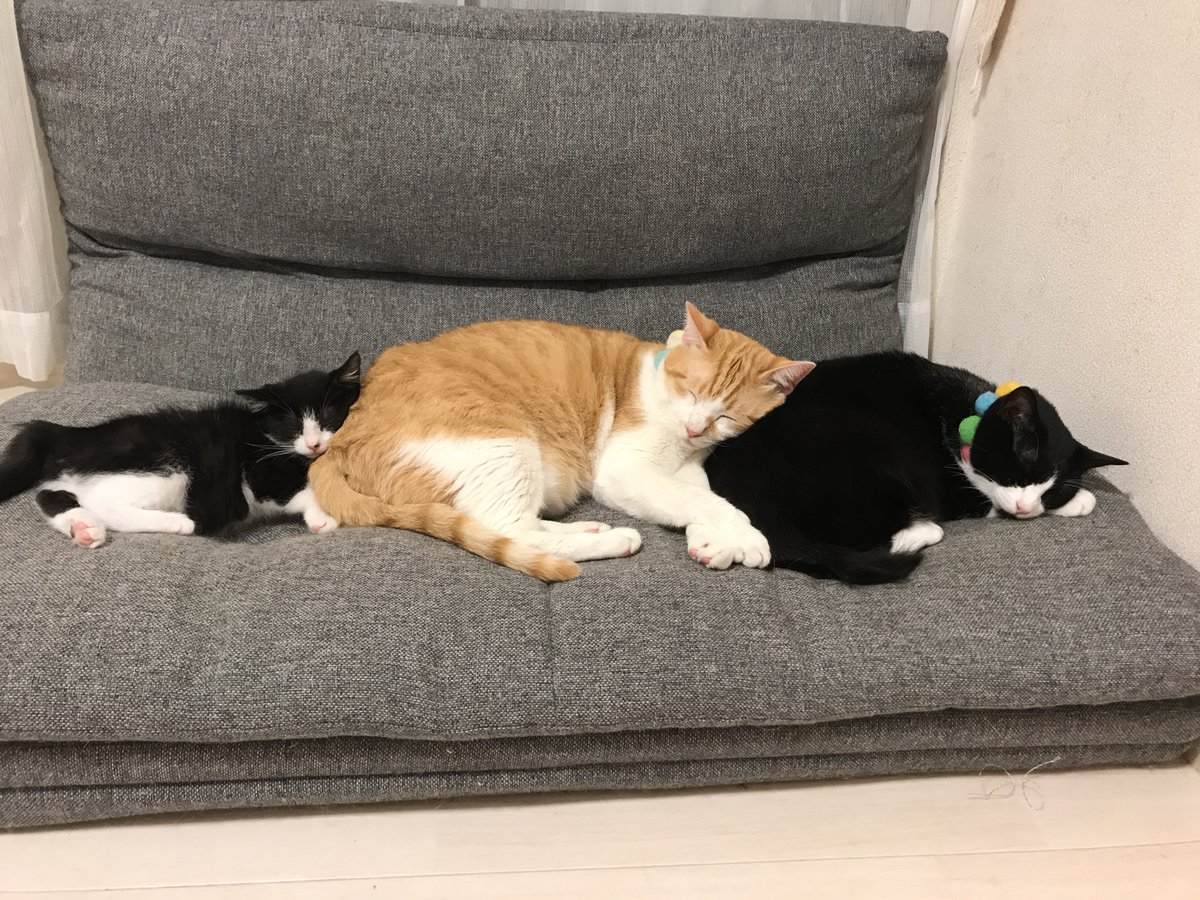 左から、むーくん（オス）、むぎくん（オス）、はちちゃん（メス）