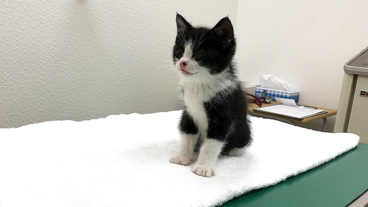 保護されたばかりのむーくん