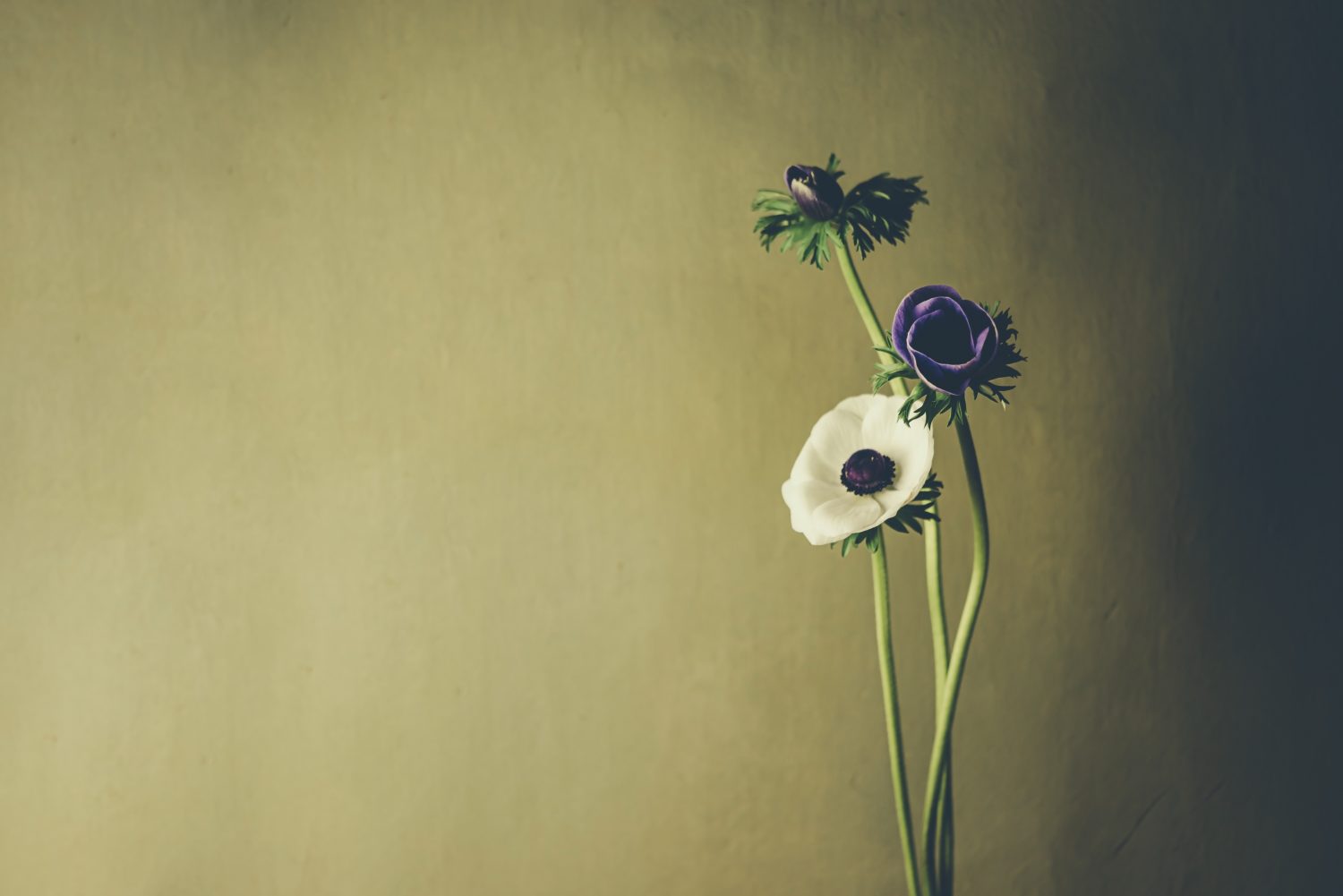 所有権の移行は愛ではない