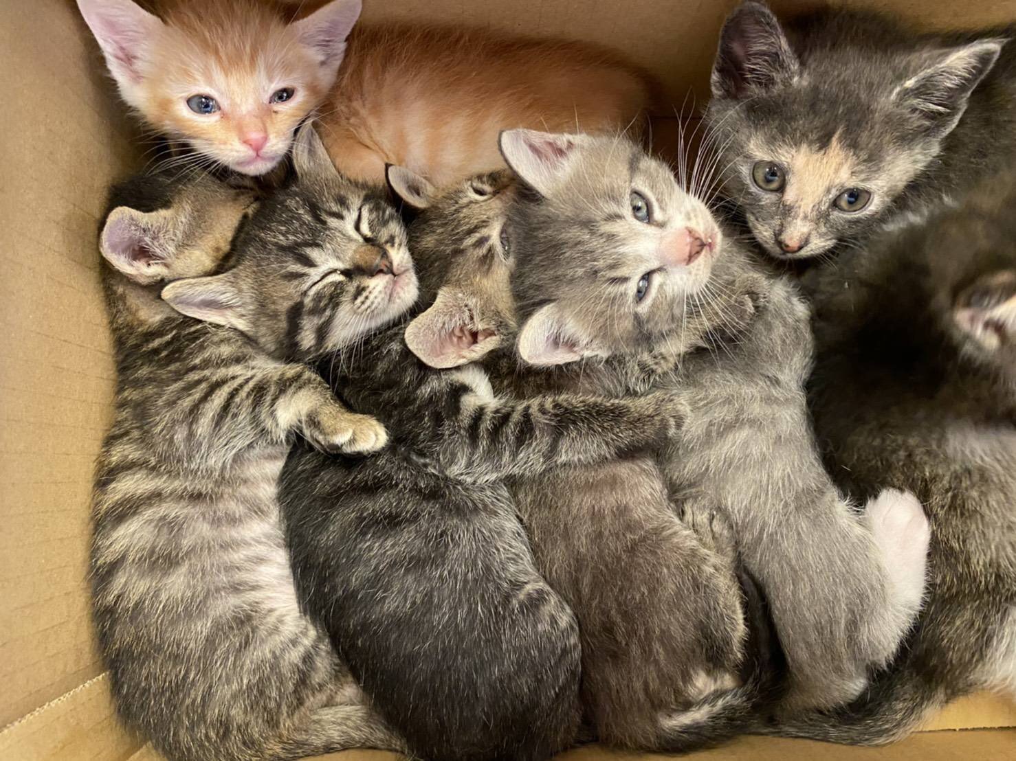 保護された子猫たち