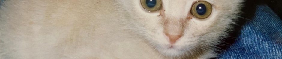 れいれいさん宅に迎えられたばかりの長老さん