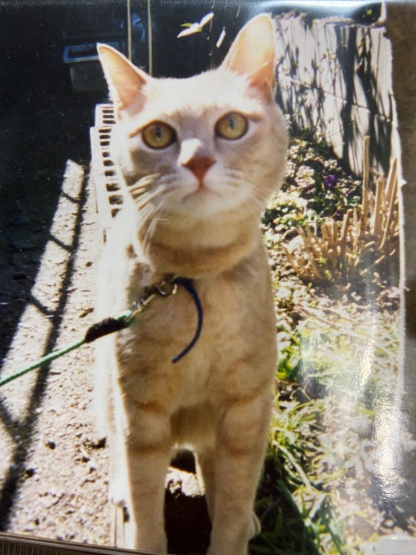 長老さんはやんちゃで賢いにゃんこに育っていきました