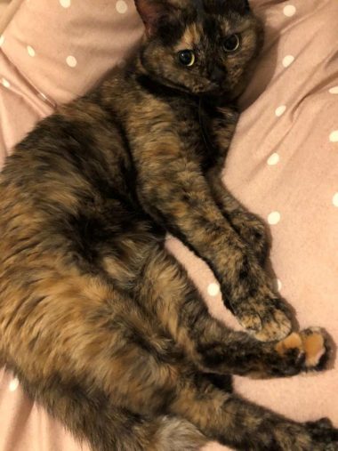 マイペースで賢く、いつも岡田さんを翻弄しているとか