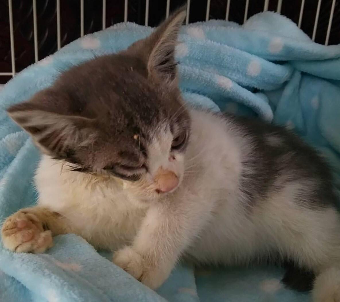 保護後のララ♪ちゃん。発見時はとても痛々しい姿でした