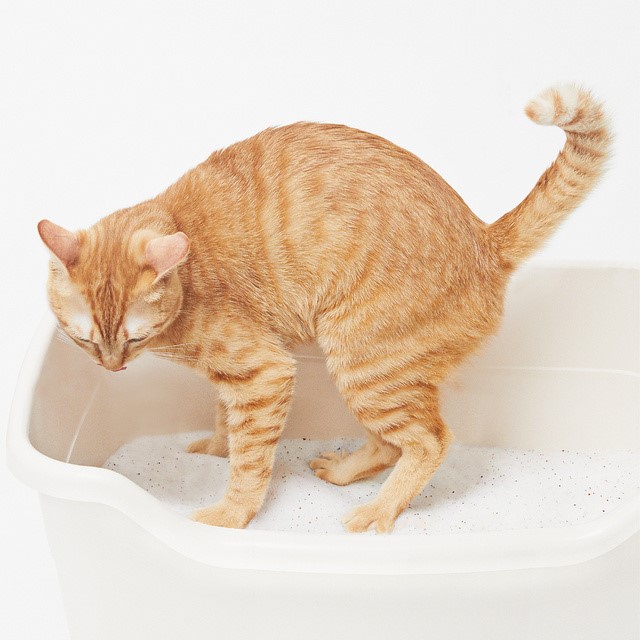 においを閉じ込めたまま水分だけを蒸発させる