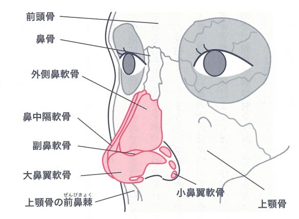 骨や軟骨を育てる「隆(りゅう)鼻(び)矯正(きょうせい)」って？