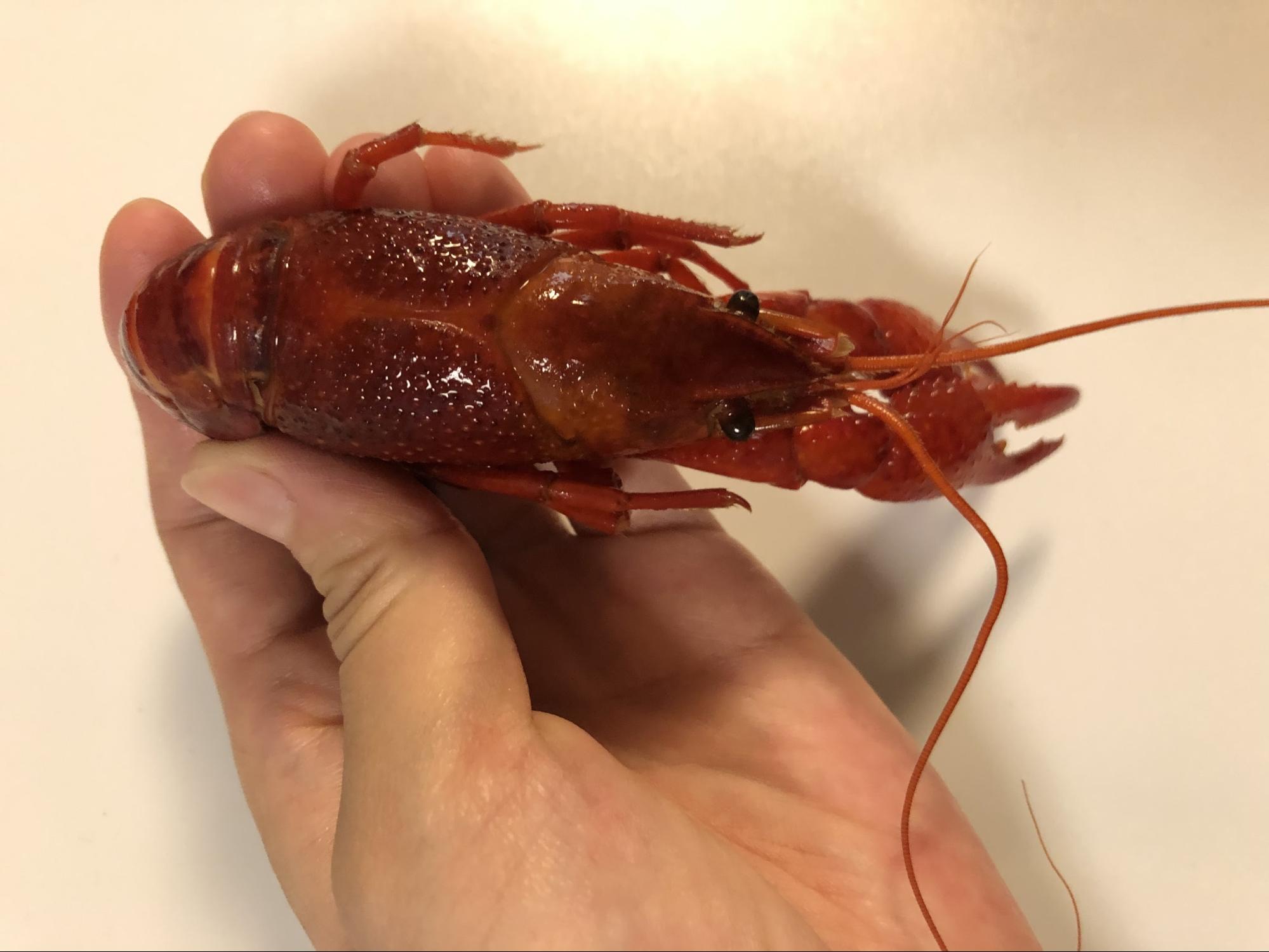 どこからどう見てもザリガニ