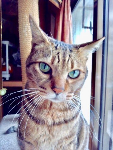 みとらさんの亡き愛猫・虎之助くん