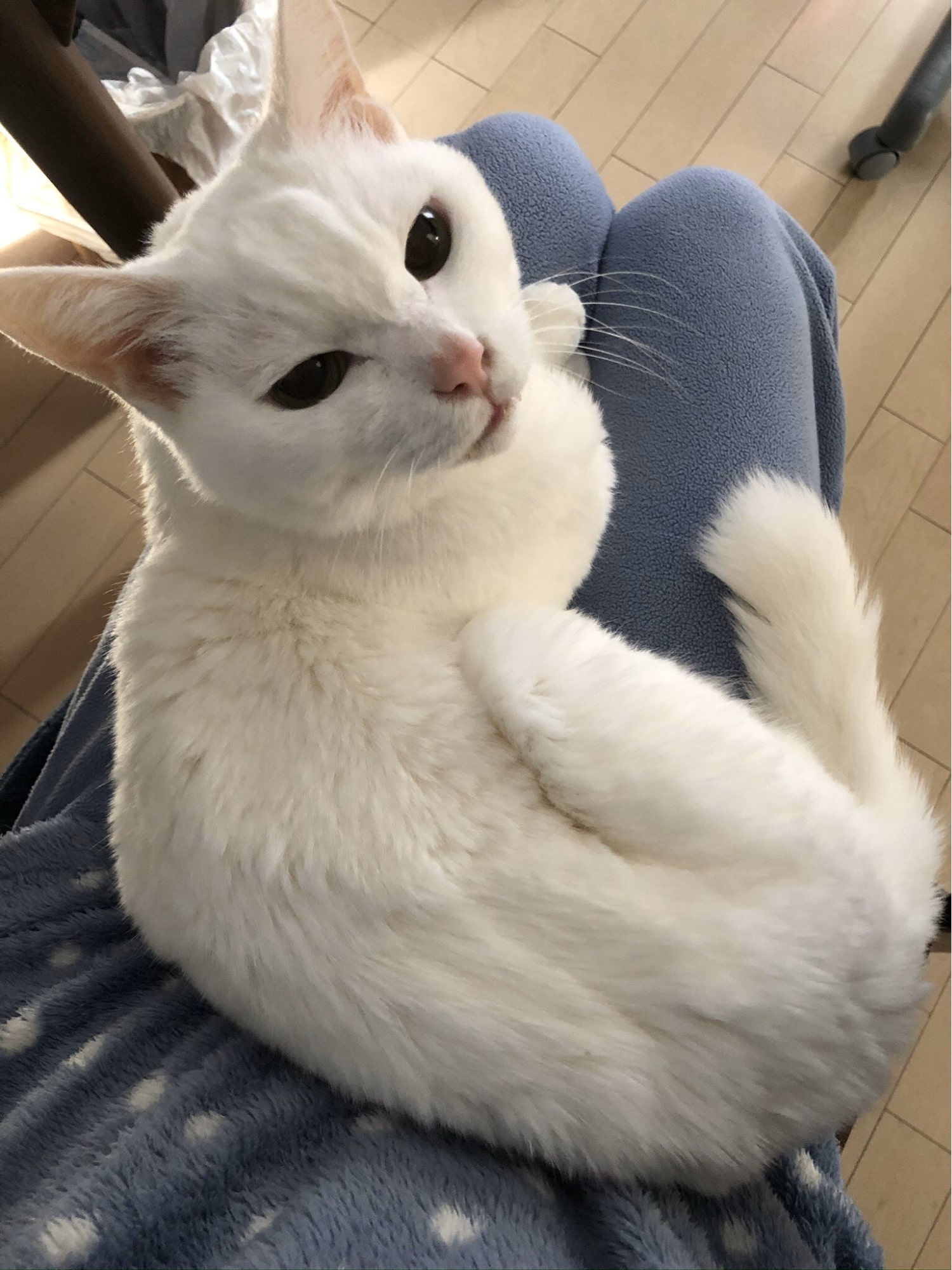 膝の上で甘えるももちゃん