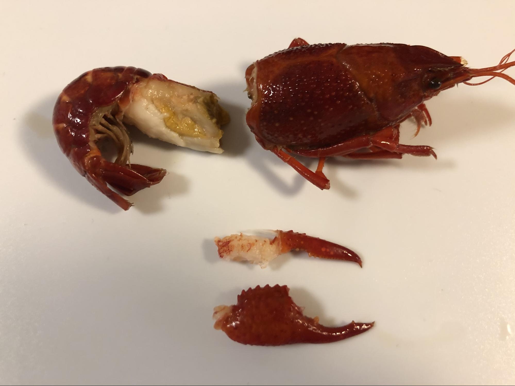 ザリガニは頭部がデカい