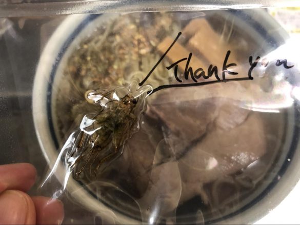 ヨーロッパイエコオロギ(多分)